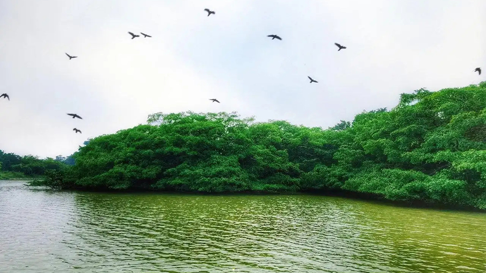 廣東新會(huì)小鳥天堂國家濕地公園.jpg